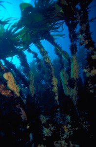 Seaweed. Copyright SNH.
