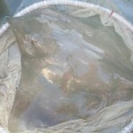 Common skate being tagged in the Sound of Jura