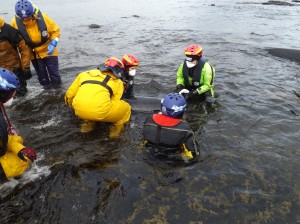 Refloating one of the stranded whales