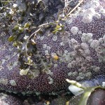 Barnacles settled on rock (several years’ worth).