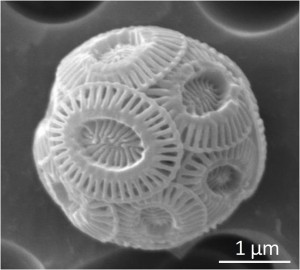 Figure 2 Emiliania huxleyi A