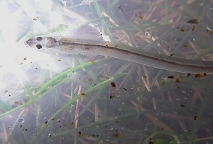 Glass eel on arrival at the mouth of the Shieldaig.