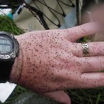 Midges settled on hand (30 seconds’ worth).