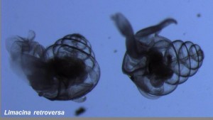 Limacina retroversa