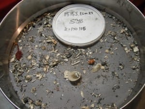 Picture 2 1515S Example of a sample after having been sieved