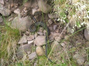 An naithir, a nadder