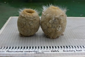 goblin cup sponges