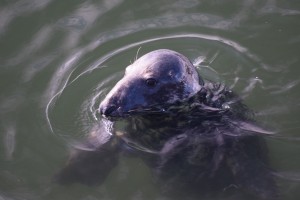 Harbour Seal