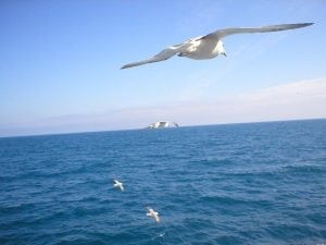 Seagull