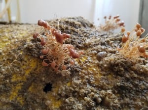 Encrusting life on a pop-up buoy that had only been in the sea for three months
