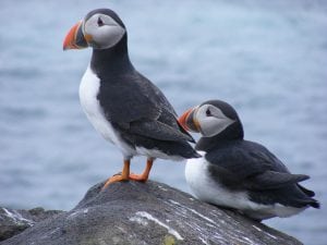 Puffins