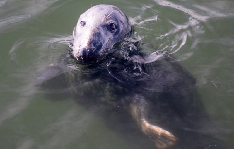 Grey Seal