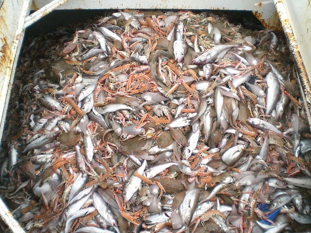 Fish Haul