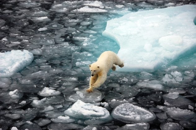 Polar bear copyright Dirk Notz, MPG