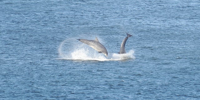 dolphins-in-aberdeen-harbour
