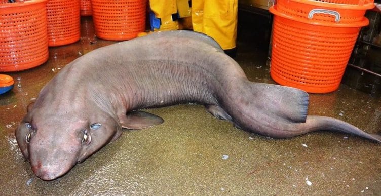 sofa-shark