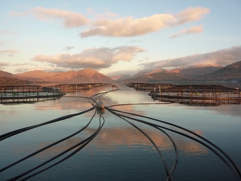 Fish Farm
