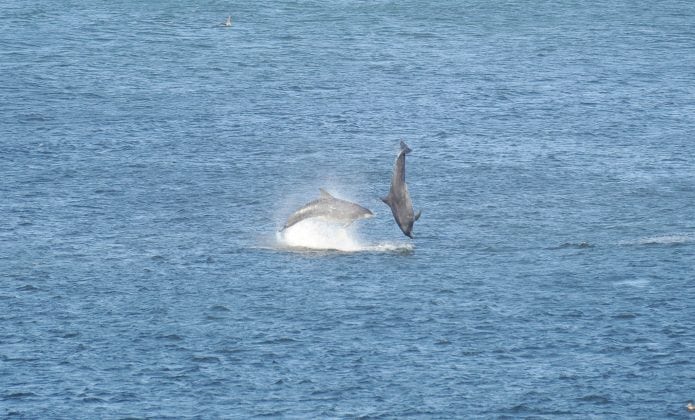 two dolphins