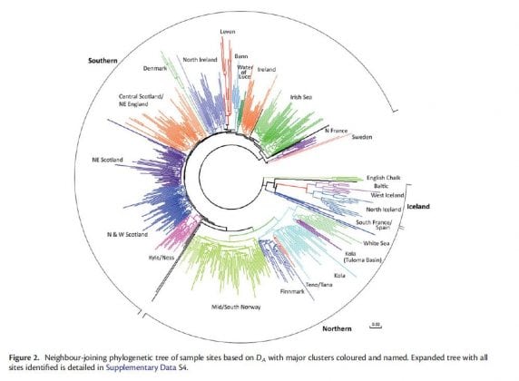Salmon Genetics tree