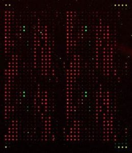Phytoplankton DNA