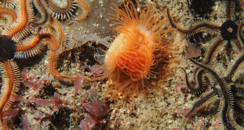 Flame shell