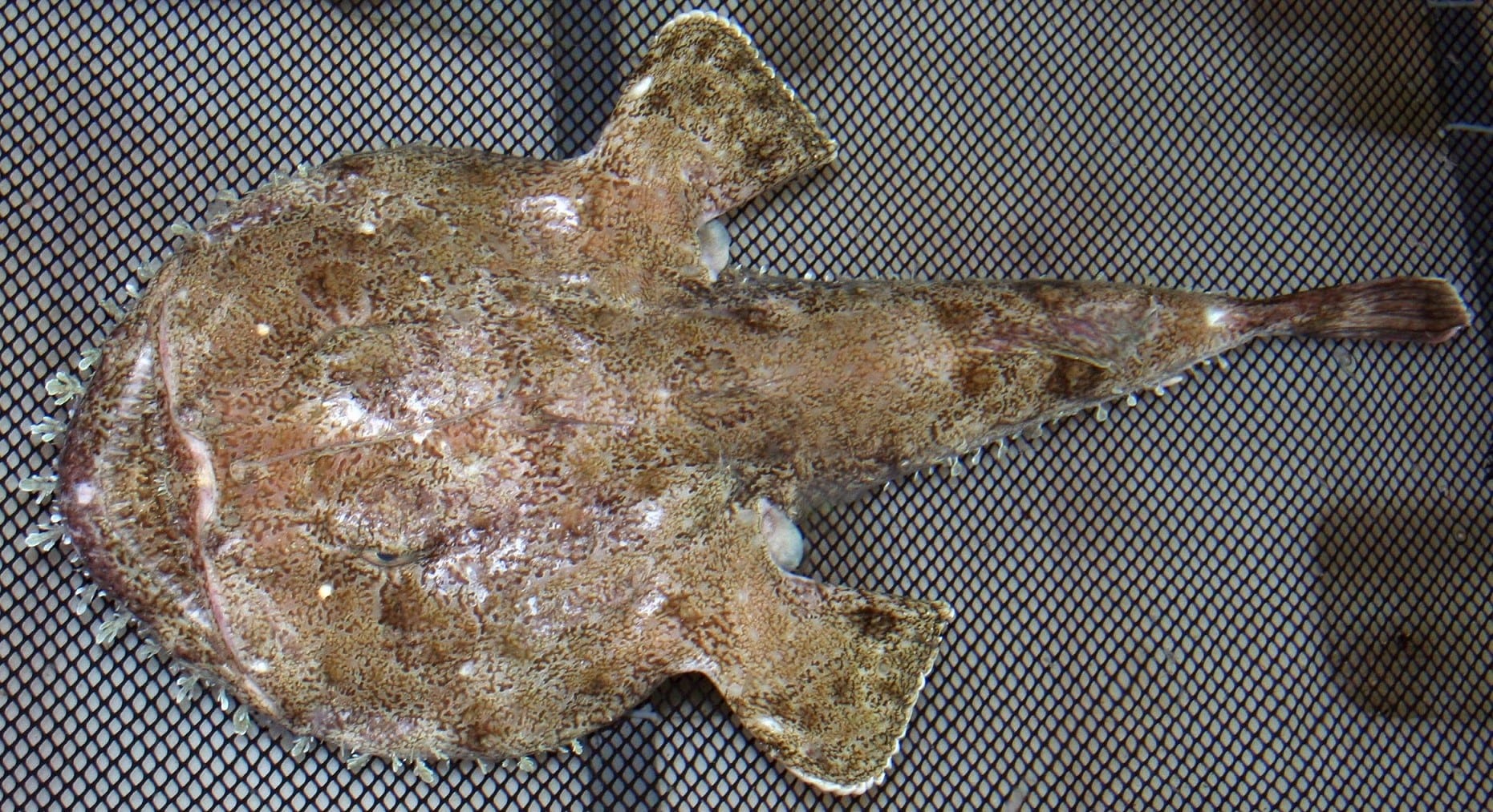 MONKFISHIMG_0664