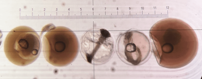 Typical fish eggs encountered during survey 0119H