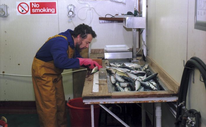 Scientist working on mackerel, Jan 1994