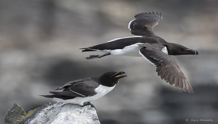 Image of a razorbill