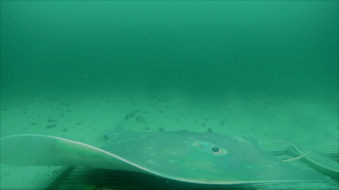 Picture of skate. Crown Copyright