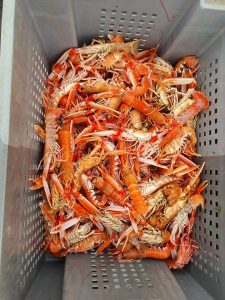 Boxful of Nephrops