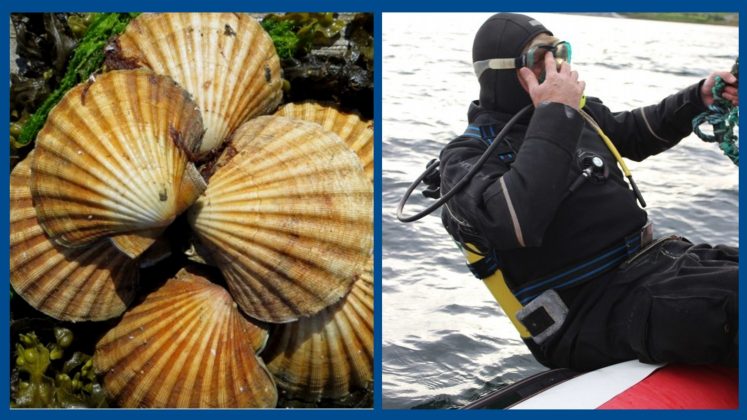 Scallops by Alison Oakes. Diving by Ben Oakes