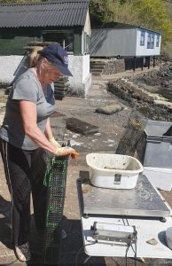 Tobermory Oysters - Shauna 