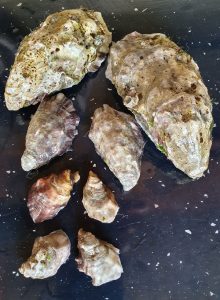 Oysters