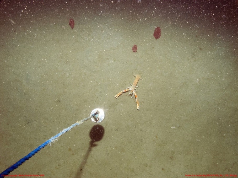 Nephrops norwegicus, Nephrops. Crown copyright