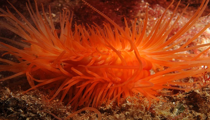 Flame shell