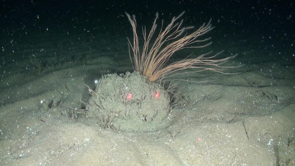 New sub-type of Sabellaria spinulosa habitat discovered off Aberdeenshire. Picture courtesy of Oceana