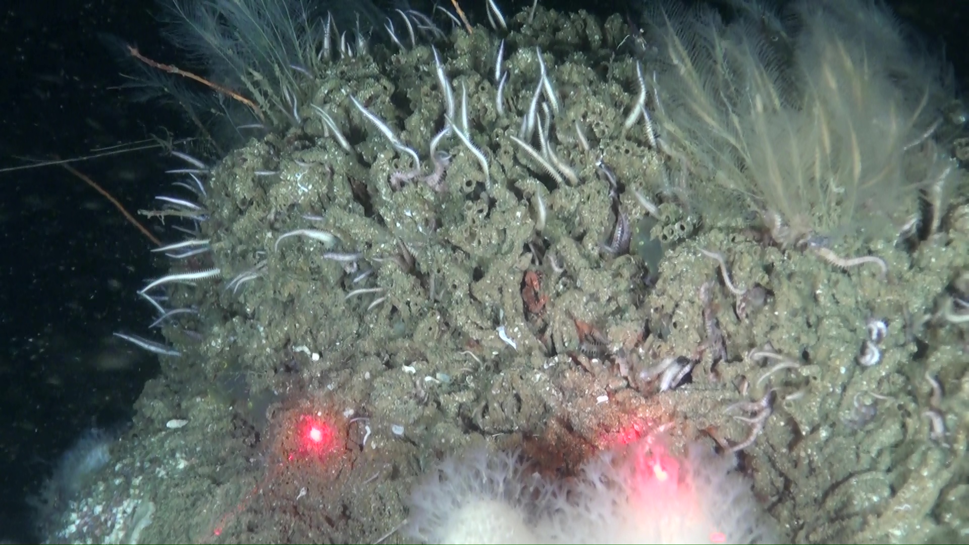 Sabellaria spinulosa. Picture courtesy of Oceana