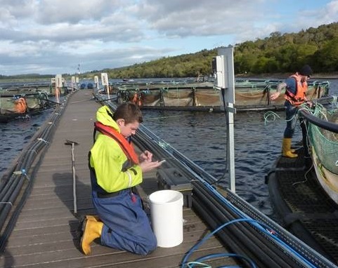 Fish inspector examining fish for sea lice