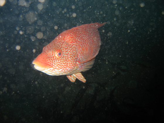 Ballan wrasse
