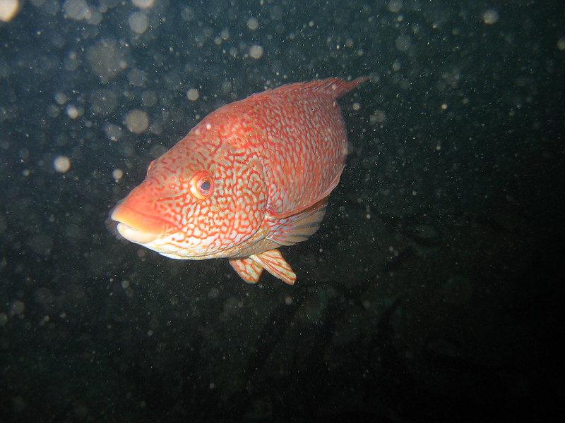 Ballan wrasse