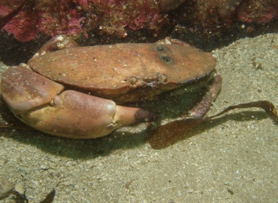 brown crab