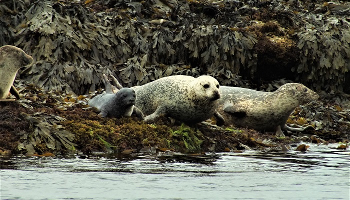 Harbour seal and pup_picture taken by Jack Lucas. Crown copyright.