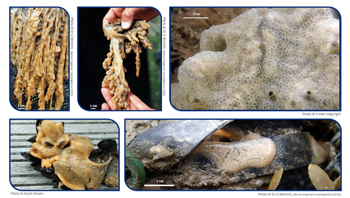 Didemnum vexillum also known as Carpet Sea-Squirt
