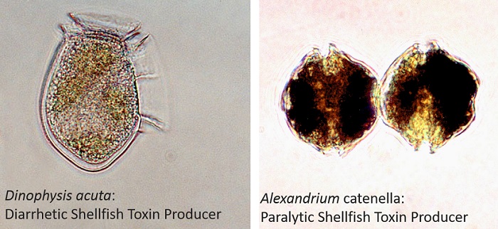 Two shellfish toxin producing phytoplankton species recorded in Scottish coastal waters