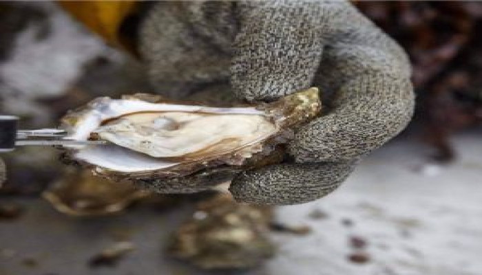 Uig Seafare