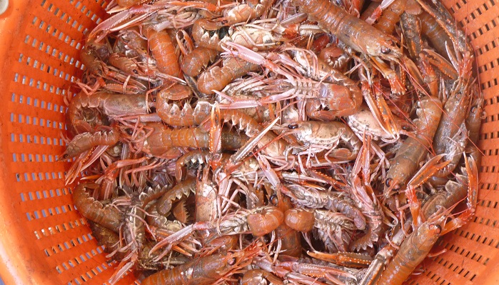 Close up of nephrops