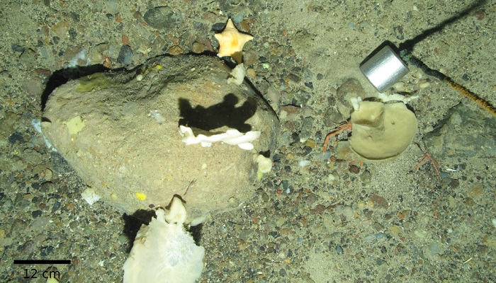 Photo B image showing sponges, brittle stars, crustaceans and a starfish