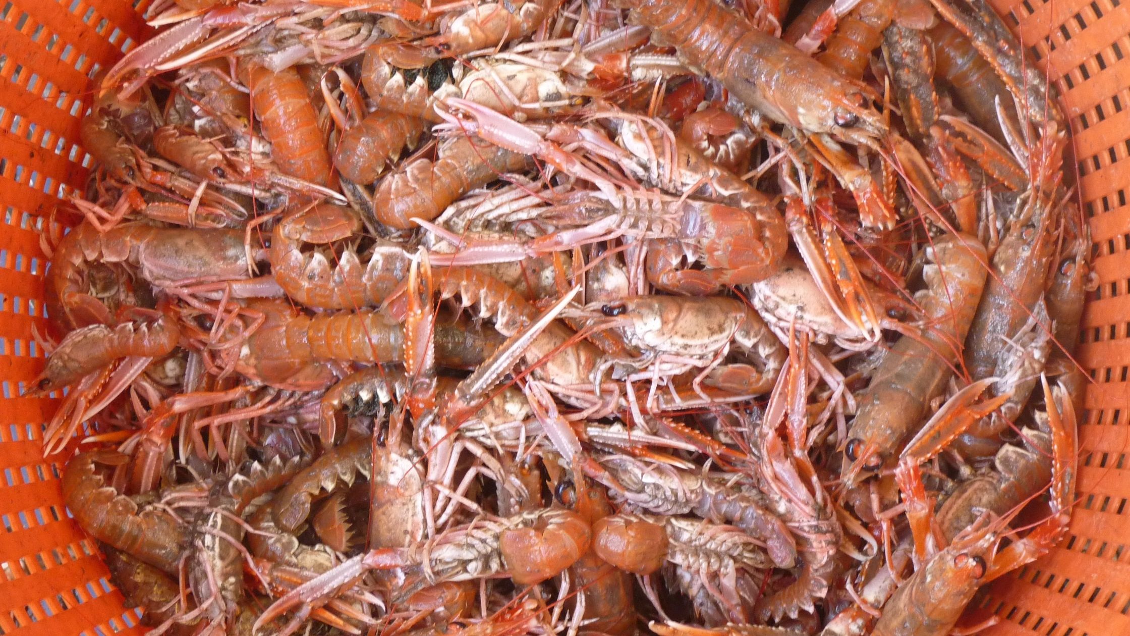 Bucket of langoustine