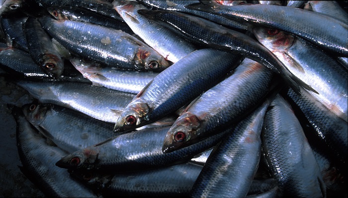 Herring